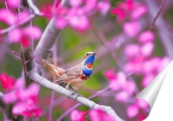  птица в цветущем саду