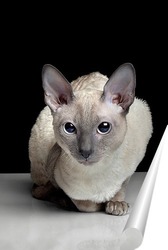   Постер Портрет кошки