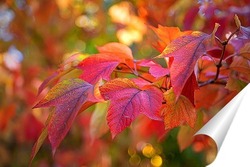   Постер Яркие , осенние листья клёна