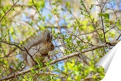  Red Squirrel climbing up in a tree.