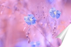   Постер Цветущий лён голубой на розовом фоне. Голубые цветы полевые