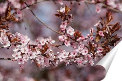  Весна в Японии   