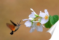  Белая лилия.