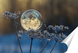   Постер Замёрзший мыльный пузырь на веточке сухого растения