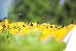  Червонец непарный (Lycaena dispar)