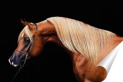  Ахалтекинская лошадь