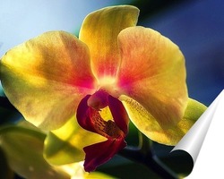   Постер Орхидея фаленопсис Радуга