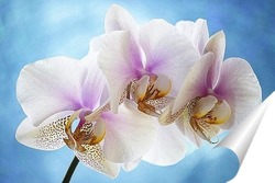   Постер Орхидея фаленопсис Утренняя Заря