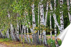  Ель голубая Хупси