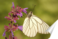   Постер Бабочка на красиво цветке