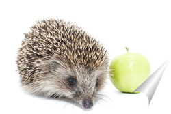   Постер Hedgehog and Apple