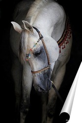  Ахалтекинская лошадь