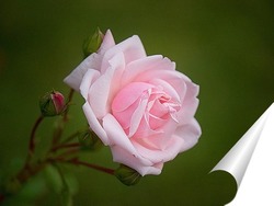   Постер Роза белая с розовой оторочкой