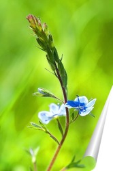   Постер голубой цветок