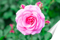   Постер Pink roses in the garden. Floral summer background..