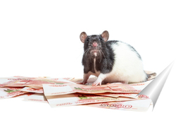   Постер Крыса с деньгами.