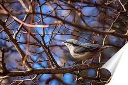  A blue tit (Cyanistes caeruleus) perched.