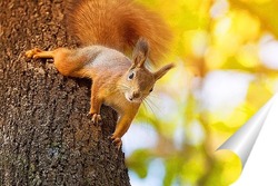  cute young squirrel on tree with held out paw against blurred winter forest in background.	