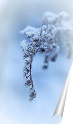   Постер стебель растения с хлопьями снега