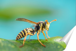   Постер The wasp is sitting on green leaves. The dangerous yellow-and-black striped common Wasp sits on leaves	