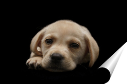   Постер Portrait of a Labrador Retriever dog on an isolated black background.