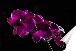   Постер орхидея    