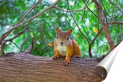   Постер белка на дереве