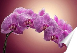   Постер "Дикая Орхидея-Удивительный цветок".