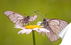  Бабочка на стебле травы с каплей росы