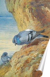   Постер Голуби на скалах