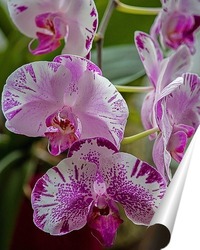   Постер Орхидея доритинопсис Жемчужина Тейды