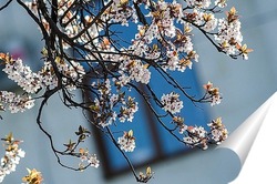   Постер В моём городе сакура цветёт