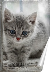  Котёнок в окне