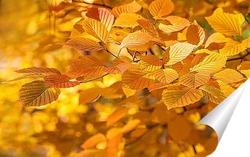  Лист берёзы в паутине с каплями росы  