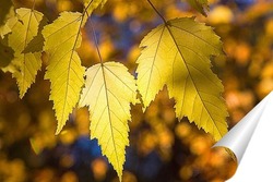  Аллея в парке на фоне жёлтых, осенних деревьев