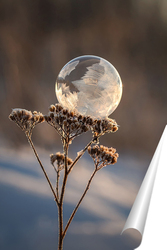   Постер Замёрзший мыльный пузырь на растении