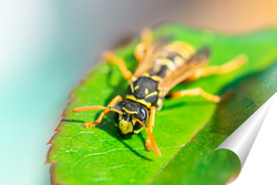   Постер The wasp is sitting on green leaves. The dangerous yellow-and-black striped common Wasp sits on leaves	