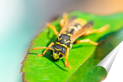  House fly, Fly, House fly on leaf.	