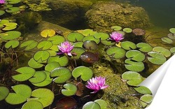  Лист лотоса Комарова лежит на воде в пруду. Его окружают миниатюрные белые цветы