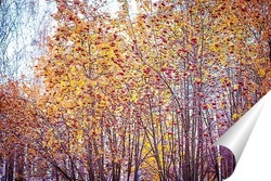  Ягоды рябины на фоне жёлтых листьев