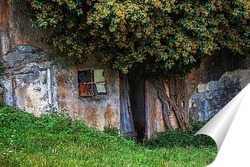  Цветущая слива.