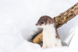  Red squirrel sitting on a tree branch in winter forest and nibbling seeds on snow covered trees background.