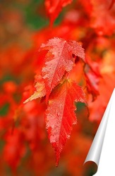   Постер Яркие, осенние листья клёна