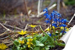   Постер Весенние краски