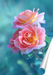   Постер чайные розы