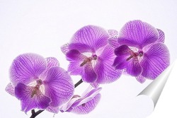  Орхидея