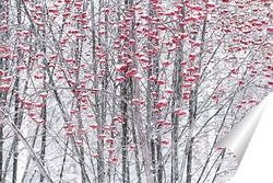   Постер Рябина в городском парке.