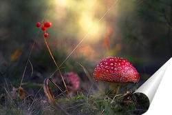  Amanita muscari, fly agaric beautiful red-headed hallucinogenic toxic mushroom.