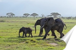   Постер семья слонов