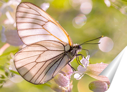  Бабочка на стебле травы с каплей росы